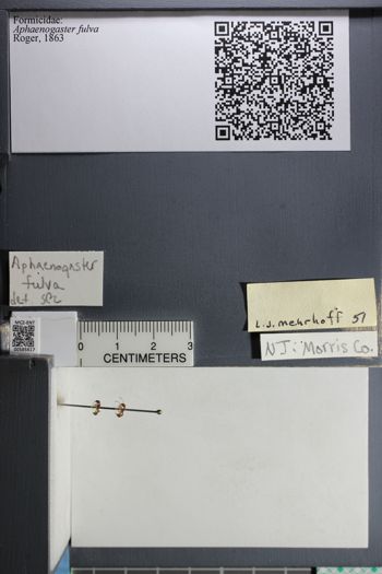 Media type: image;   Entomology 585617